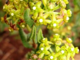 Xysmalobium asperum